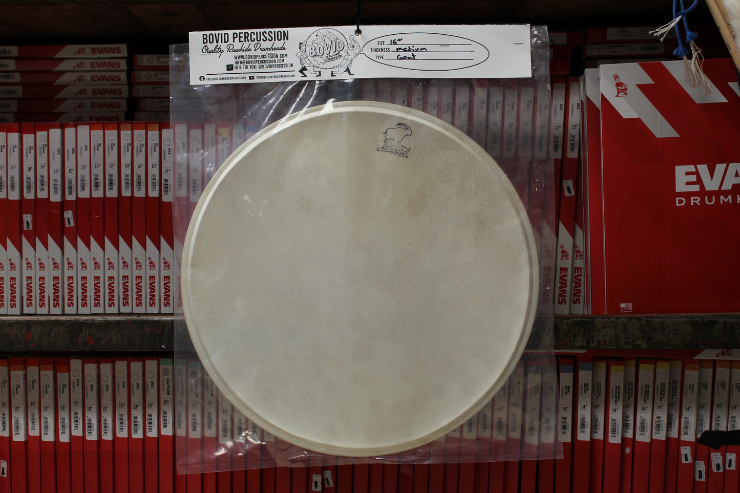 Bovid Percussion 16" Medium Goat
