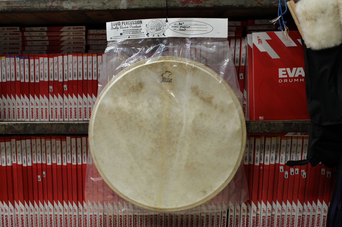 Bovid Percussion 20" Medium Goat